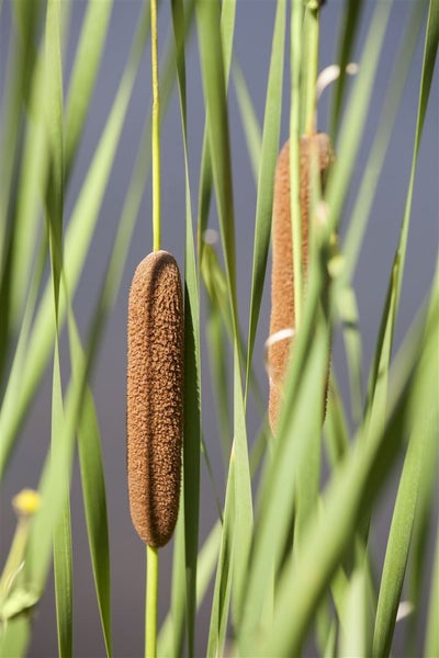 Typha latifolia, Breitblättriger Rohrkolben, ca. 9x9 cm Topf