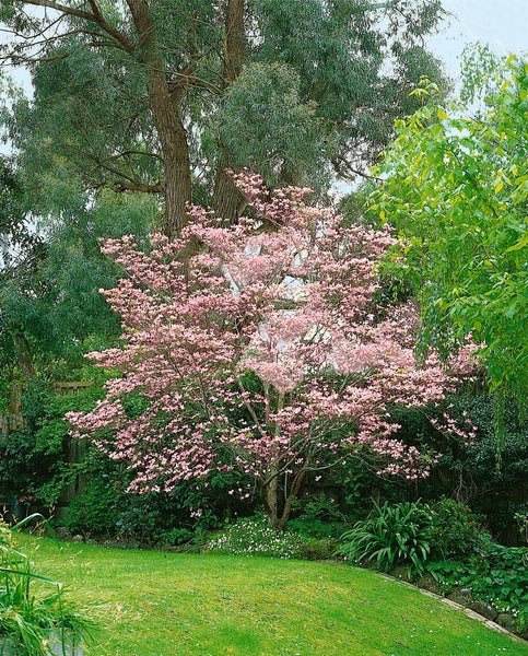 Cornus florida 'Rubra', Blumen-Hartriegel, rosa Blüten, 40–60 cm