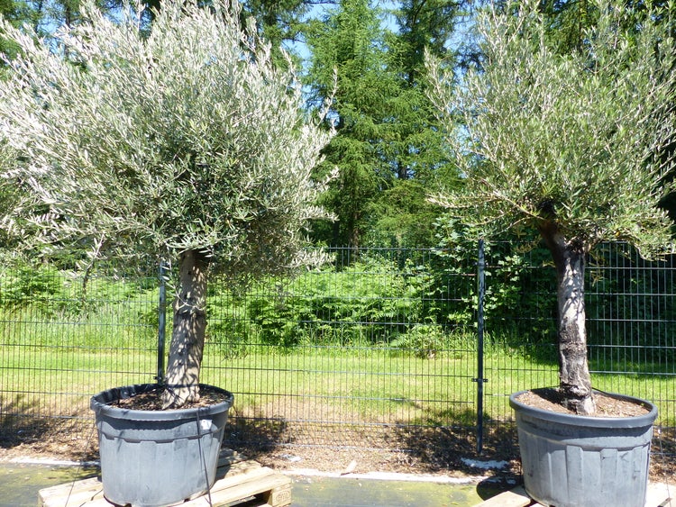 Premium Olivenbaum 220-260 cm buschige Krone, winterharte Olive, Olea europaea