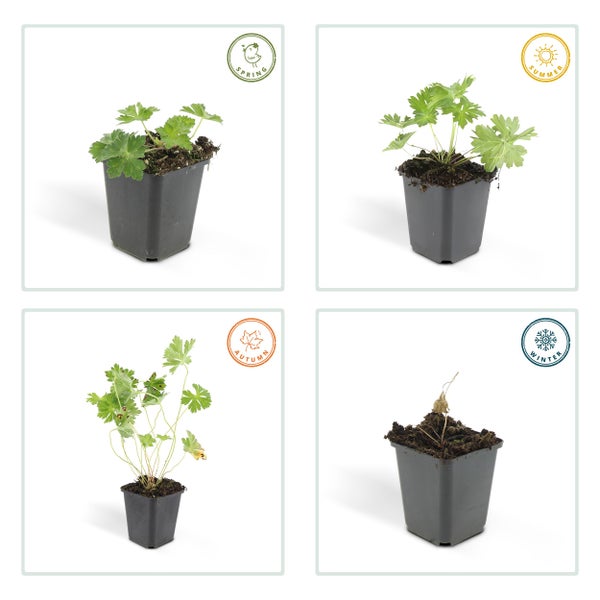 Bodendecker - Storchschnabel - Geranium 'Rozanne' - 9cm Topf - Set mit 20 Pflanzen