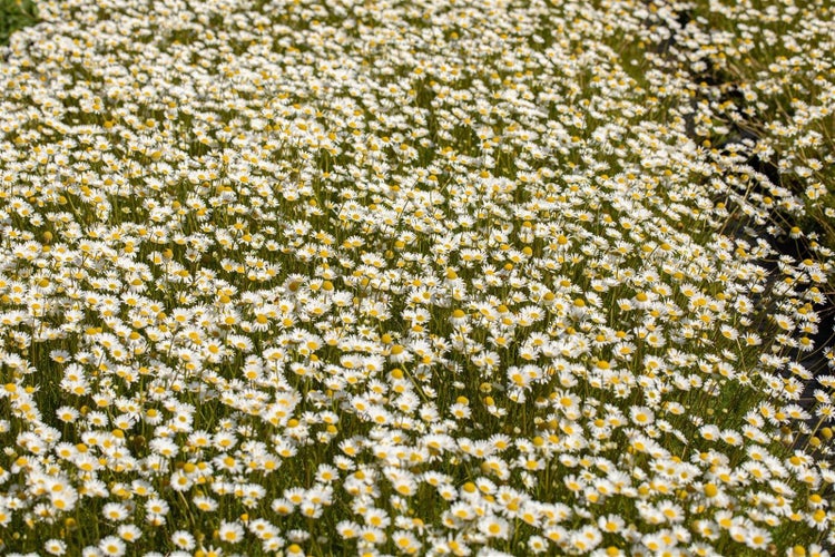Feld mit vielen Gänseblümchen
