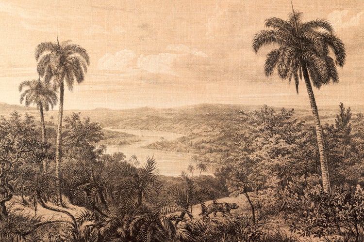 Historischer Kupferstich einer tropischen Flusslandschaft mit Palmen und einem Jaguar im Vordergrund.