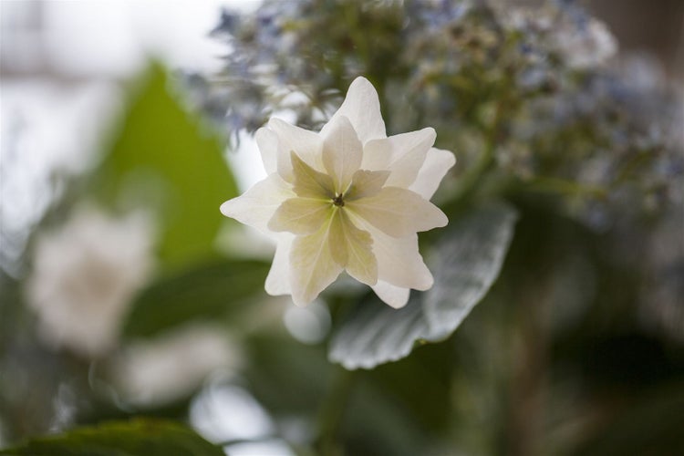 Hydrangea macrophylla 'Fireworks White', Hortensie, weiß, 30–40 cm