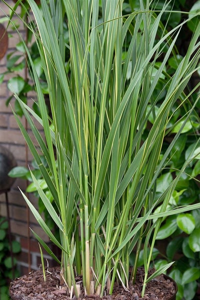 Chinaschilf im Topf mit langen, schmalen Blättern für den Garten