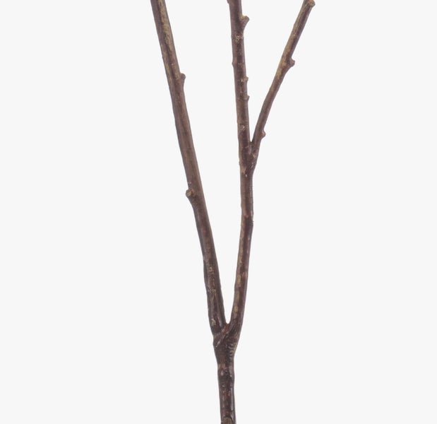 Künstlicher Zweig Zaubernuss ZAVNER mit Blüten, weiß, 110cm - Deko Zaubernusszweig