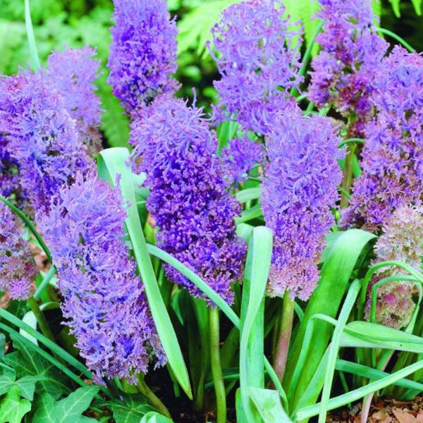 Traubenhyazinthen mit blauen Blüten im Gartenbeet