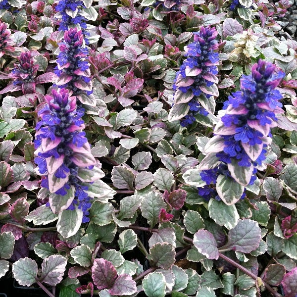 Blühende Kriech-Gedenkemein mit blauvioletten Blütenständen und dekorativem Laub
