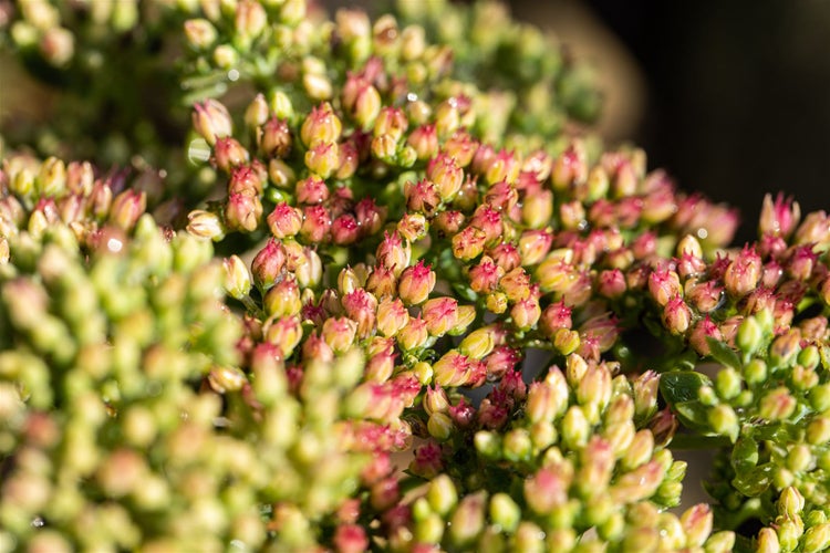 Sedum telephium 'Herbstfreude', Fetthenne, rosa Blüten, ca. 9x9 cm Topf