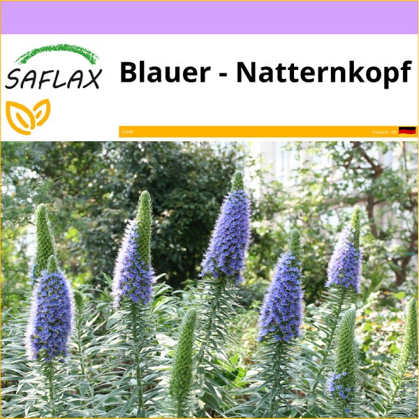 SAFLAX  - Blauer - Natternkopf - Echium fastuosa - 100 Samen