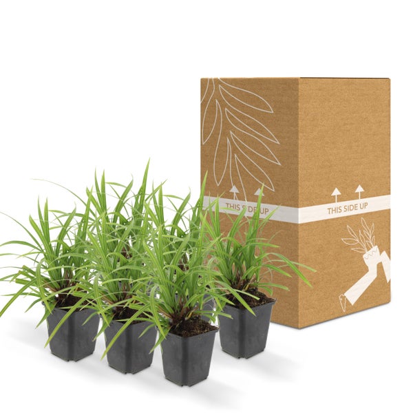 Ziergras - Japanische Teppich-Segge - Carex morrowii 'Irish Green' - 9cm Topf - Set mit 6 Pflanzen