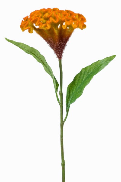 Künstliche Celosia mit orangefarbener Blüte und grünen Blättern am Stiel.