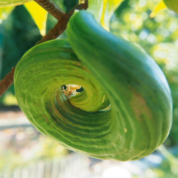 Nahaufnahme eines grünen, spiralförmig gewachsenen Gemüses an einer Pflanze in einem Garten.