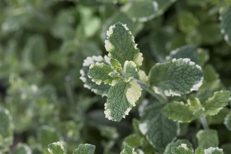 Mentha suaveolens 'Variegata', Ananasminze, buntlaubig, ca. 9x9 cm Topf