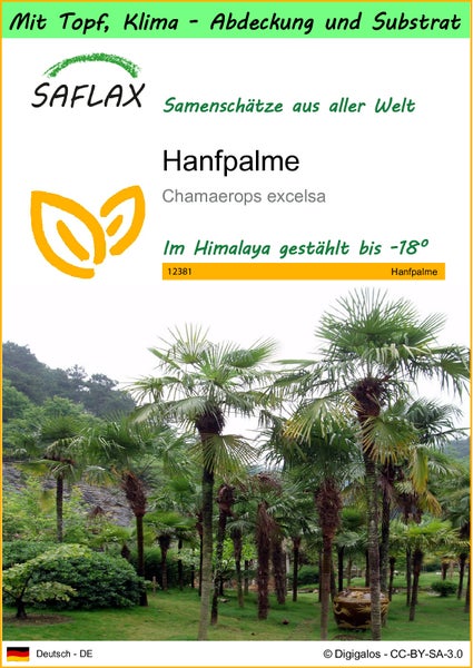 SAFLAX Garden to go - Hanfpalme - Chamaerops excelsa - 10 Samen - Mit Topf, Klima - Deckel und Anzuchtsubstrat
