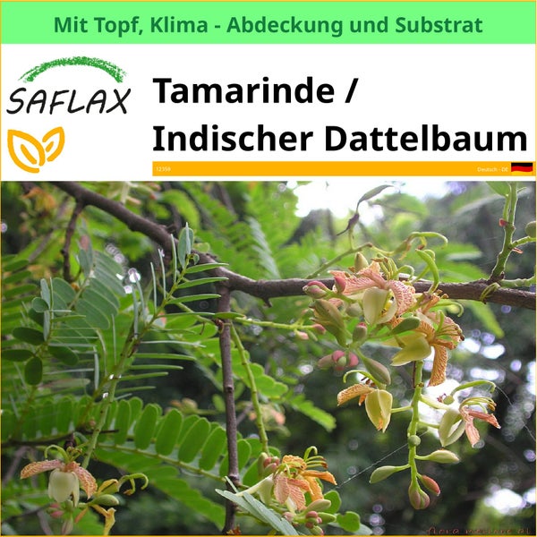 Saflax Tamarinde Indischer Dattelbaum mit Topf, Klimaabdeckung und Substrat