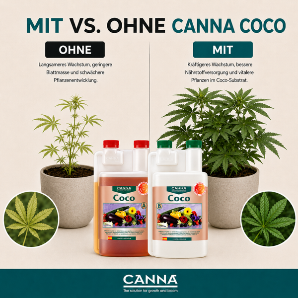 Vergleichsgrafik Canna Coco Pflanzendünger zeigt Wachstumsunterschiede bei Cannabispflanzen mit und ohne Anwendung des Substratdüngers.