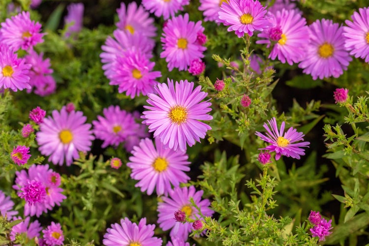 Aster dumosus 'Herbstgruß v.Bresserhof', Herbstaster, violett, ca. 9x9 cm Topf