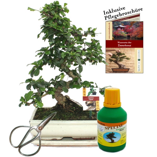 Bonsai Fukientee Carmona microphylla ca. 10 Jahre 25cm Schale Geschenk-Set mit Schere und Dünger