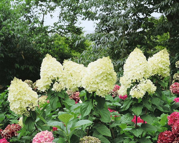 Hydrangea paniculata 'Silver Dollar', Rispenhortensie, weiß, 60–80 cm