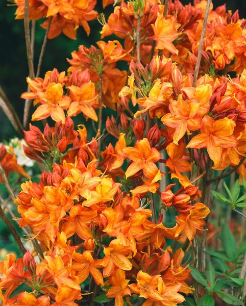 Rhododendron luteum 'Golden Eagle', gelb, 30–40 cm