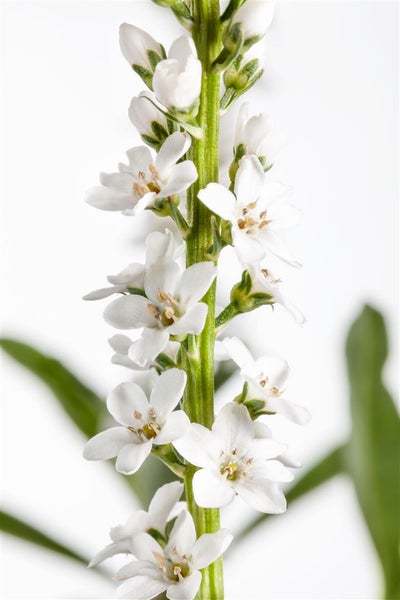 Lysimachia clethroides, Entenschnabel, weiß, ca. 9x9 cm Topf