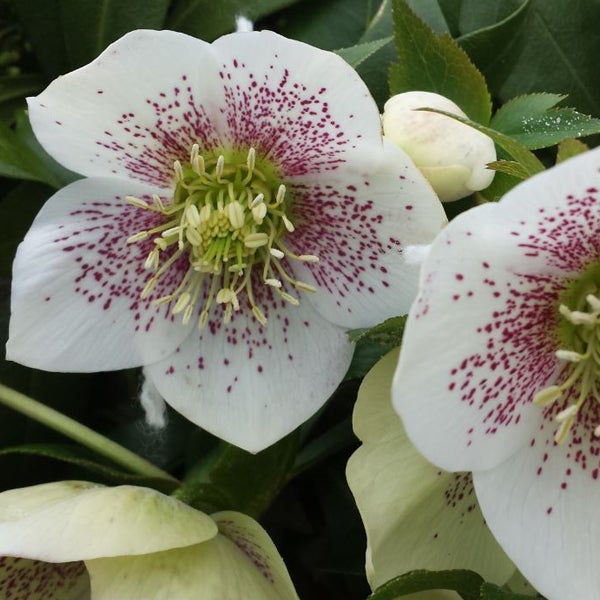 Nahaufnahme einer weißen Helleborus-Blume mit roten Flecken.