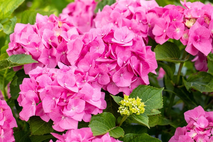 Nahaufnahme von rosa Hortensienblüten mit grünen Blättern
