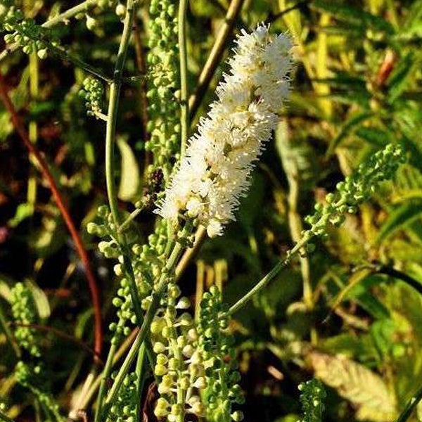 Blütenstand einer Pflanze mit weißen Blüten und grünen Knospen.