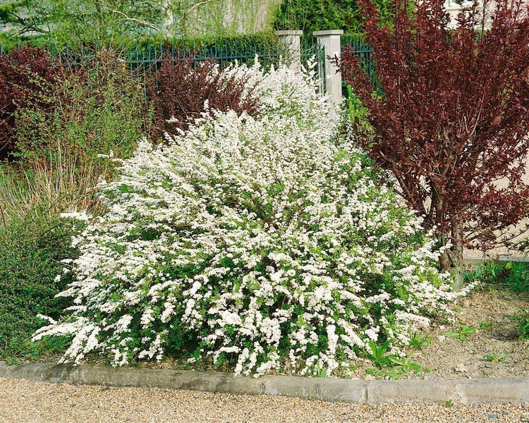 Spiraea arguta, Brautspiere, weiß, 60–80 cm