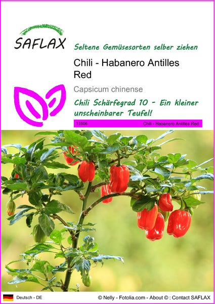 SAFLAX  - Chili - Habanero Antilles Red - Capsicum chinense - 10 Samen