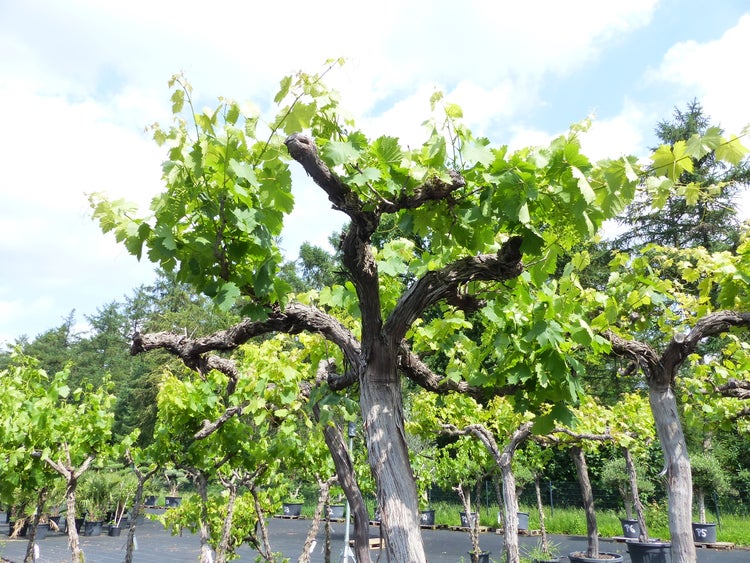 Ein alter, knorriger Weinstock mit frischen grünen Blättern in einem großen Pflanztopf in einer Baumschule unter freiem Himmel.