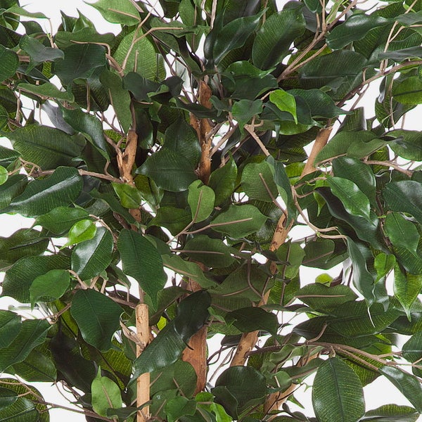 Nahaufnahme einer künstlichen Ficus-Pflanze mit dichten grünen Blättern und braunen Ästen.