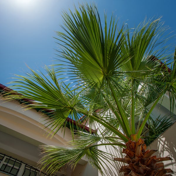 Bloomique - Trachycarpus Fortunei - Chinesische Hanfpalme - Winterharte Palme - Gartenpflanzen - 120-150 cm Hoch - Topf 30 cm