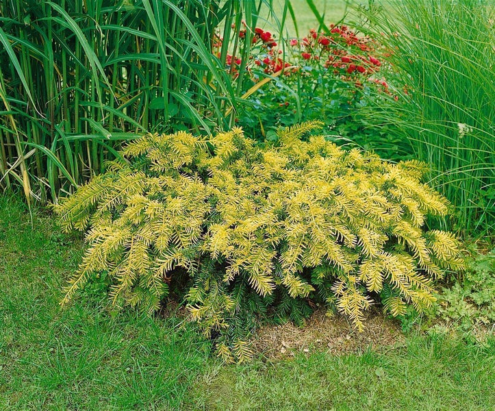Eibe Taxus baccata als Bodendecker mit gelb-grünen Nadeln im Garten neben Ziergras und roten Blumen.