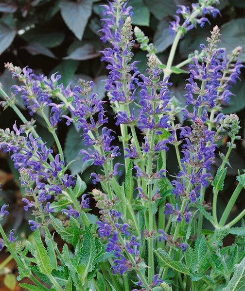 Salvia nemorosa 'Rügen', Steppensalbei, violett, ca. 9x9 cm Topf