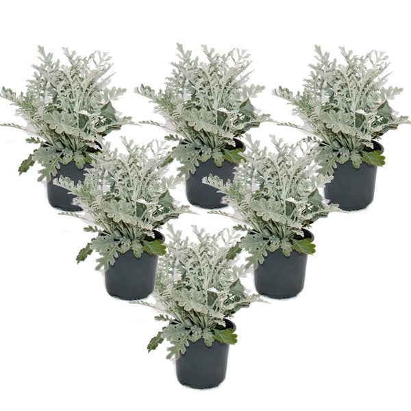 Senecio maritima Silberblatt Dekorative Pflanze mit silbrigem Laub 11cm Topf Set mit 6 Pflanzen