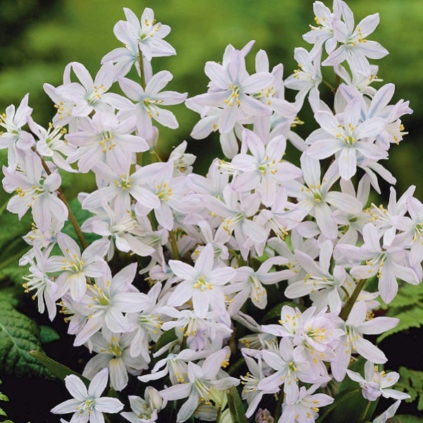 Blütenstand von Scilla mischtschenkoana