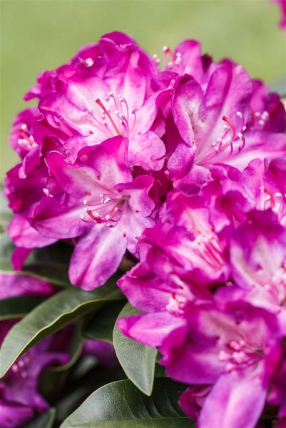 Rhododendron Hybr. 'Anatevka', rosa Blüten, 60–70 cm