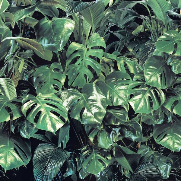 Dichte Ansammlung verschiedener tropischer Pflanzen