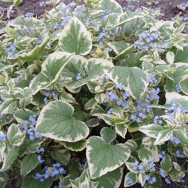 Blühende Kaukasusvergissmeinnicht mit panaschierten Blättern im Garten.