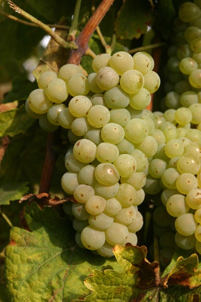 Eine Traube reifer heller Weintrauben, die an einem Weinstock hängen.