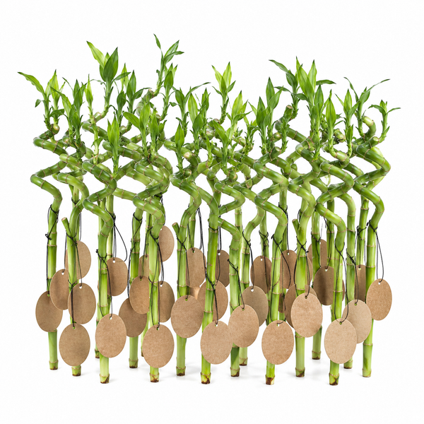 Mehrere Glücksbambus-Stiele (Dracaena sanderiana) in Spiralform mit grünen Blättern und braunen Anhängern.