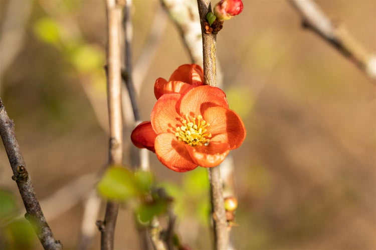 Chaenomeles japonica 'Cido', Zierquitte, gelb, 40–60 cm