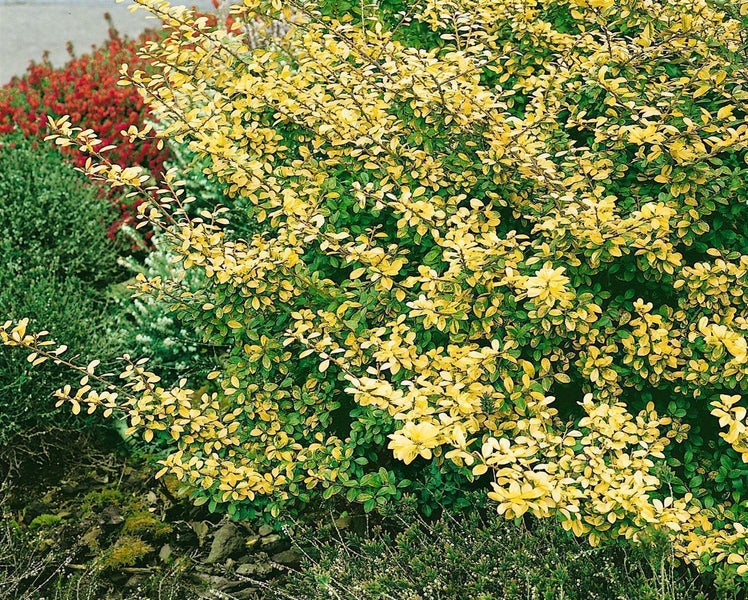 Ilex crenata 'Golden Gem', Japanische Stechpalme, goldgelb, 25–30 cm