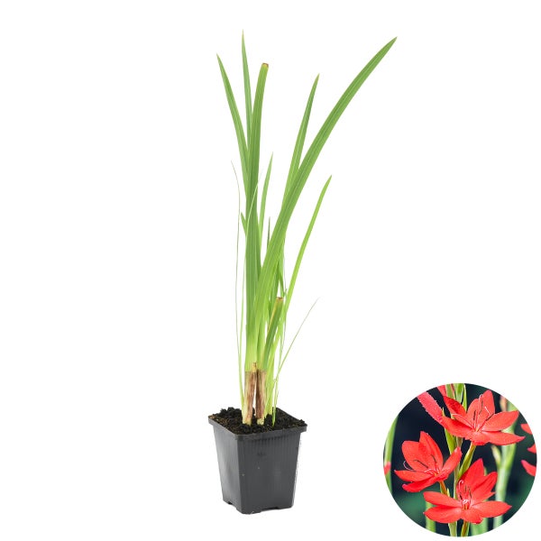 Rote Kaffernlie | Schizostylis 'Coccinea' - Teichpflanze im Gartentopf ⌀9 cm - ↕15 cm