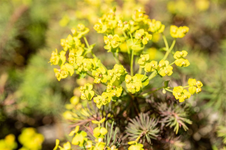 Euphorbia cyparissias 'Fens Ruby', Wolfsmilch, ca. 9x9 cm Topf