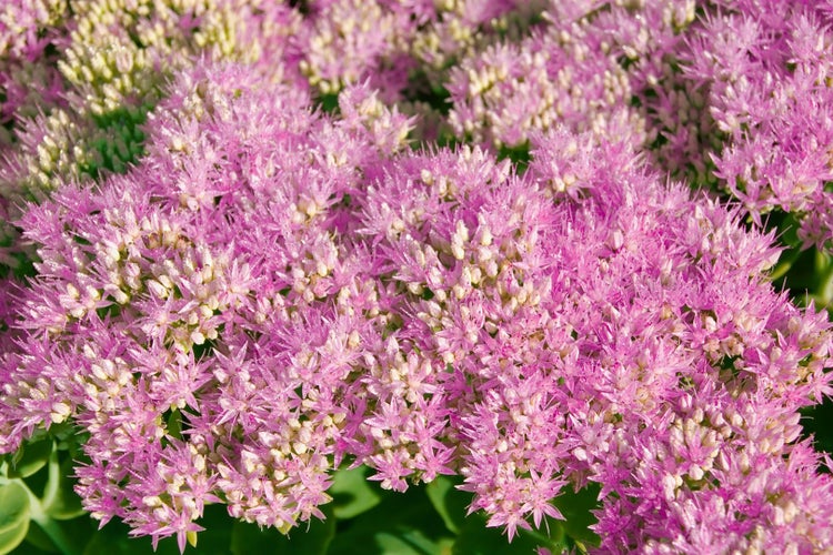 Sedum spectabile 'Carl', Fetthenne, rosa Blüten, ca. 9x9 cm Topf
