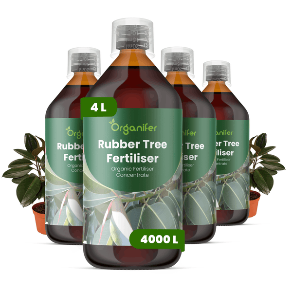 Organifer Gummibaumdünger, 4 Liter Set, organisches Flüssigdünger Konzentrat für Ficus Pflanzen.