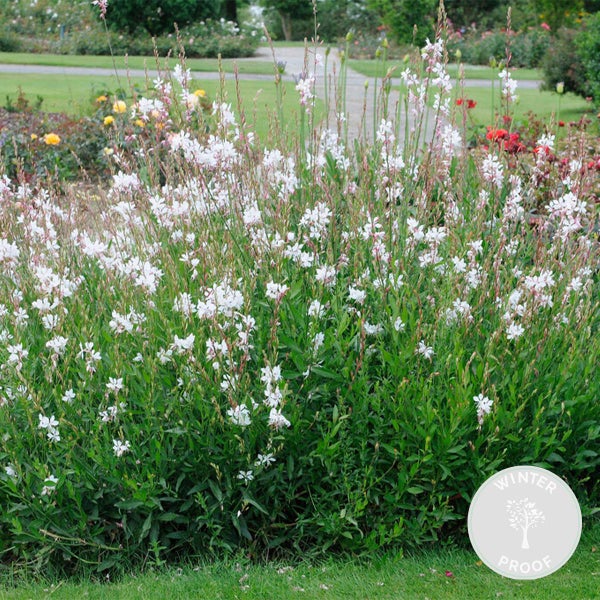 Bloomique - Gaura Lindheimeri - Prachtkerze - Gartenpflanzen - Winterhart - Tierfreundlich - Höhe 10-20 cm - Topf 9x9 cm