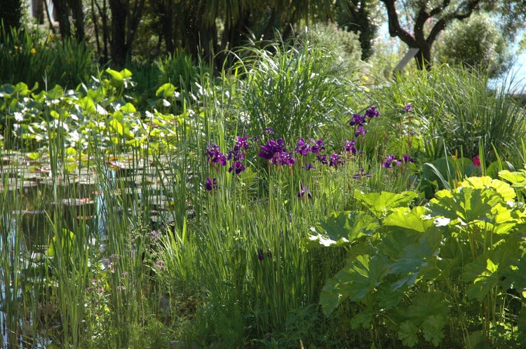 Teich mit Seerosenblättern, Schilf und violetten Schwertlilien in einem Garten.